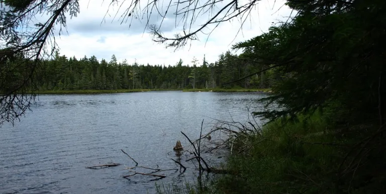 A dark view of a small pond