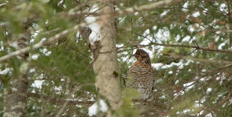 A bird in a tree