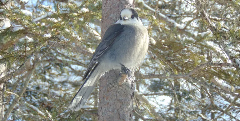 A bird on a branch