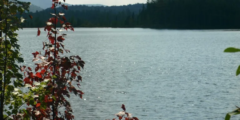 A pond through the trees