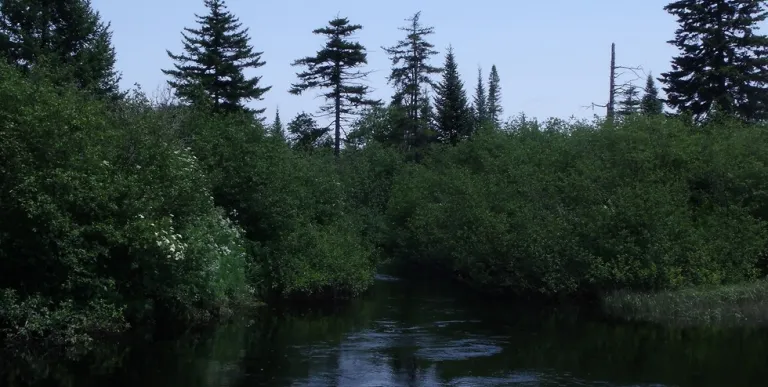 A river tightly surrounding by trees and shrubs