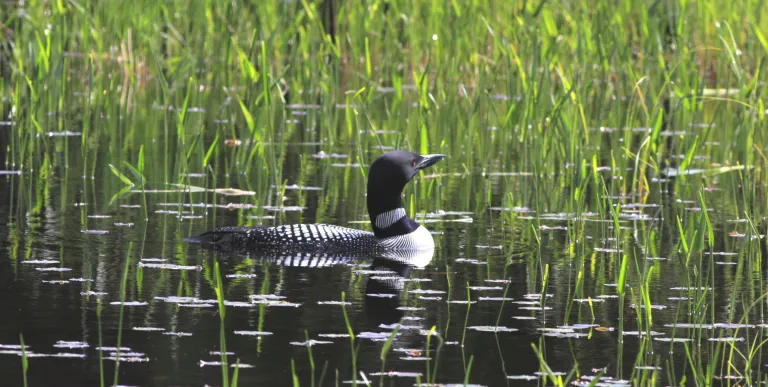 A loon in a marsh
