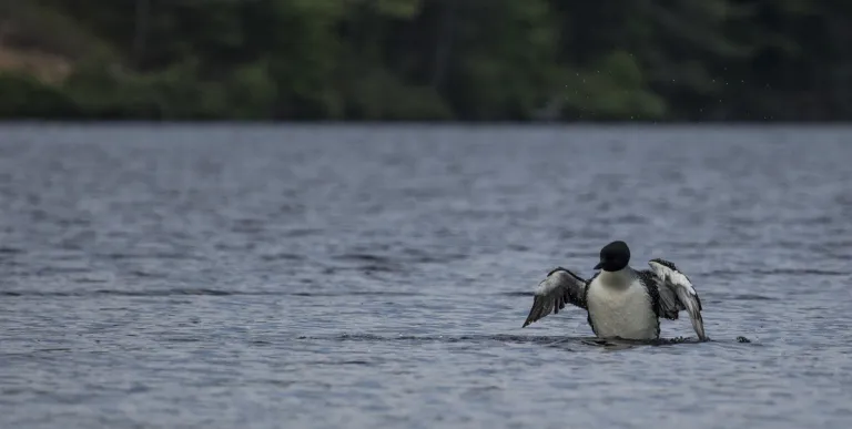 A loon in the water