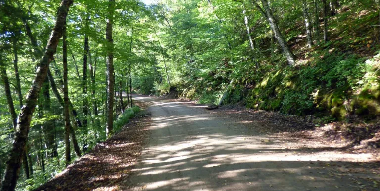 A hard-packed gravel road through the forest