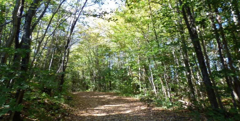 A dirt and gravel road through the woods