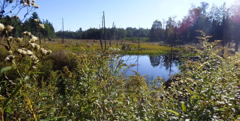 A bog surrounded by vegetation