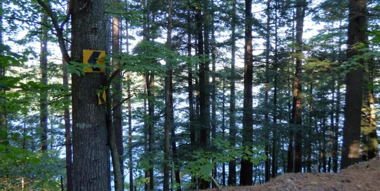 A pond seen through trees