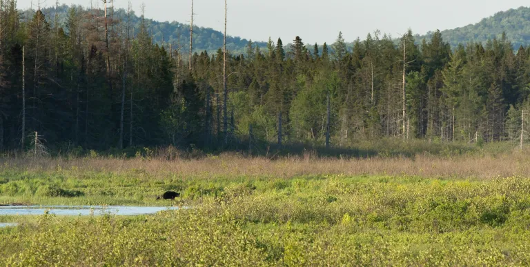Lake Lila had beautiful views and wonderful wildlife