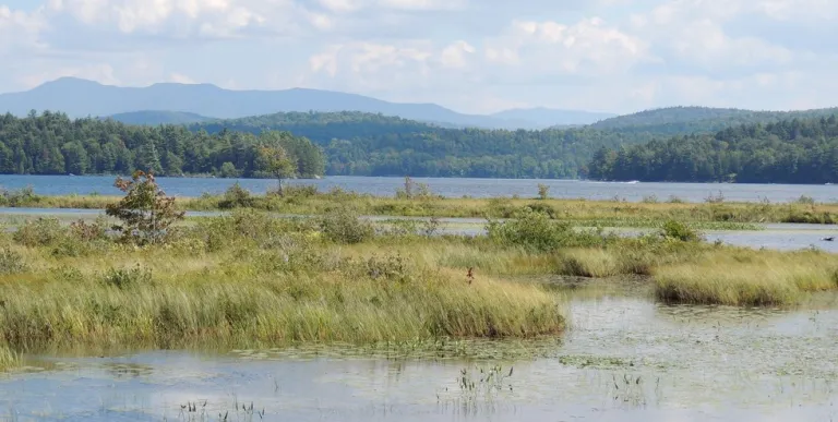 A marshy area of Simon Pond.