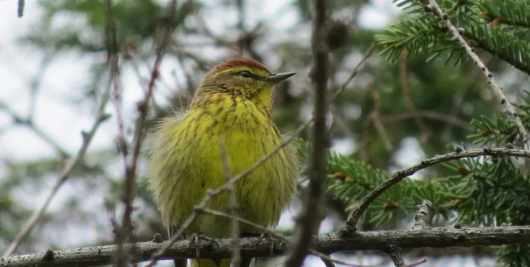 and diverse birding location.