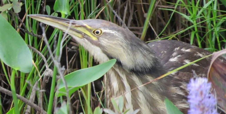 Wetlands support Adirondack wildlife.