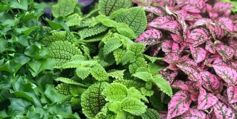 Plants at Usher Farms