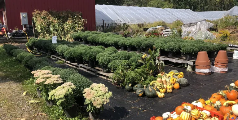 Exterior Plants - Autumn