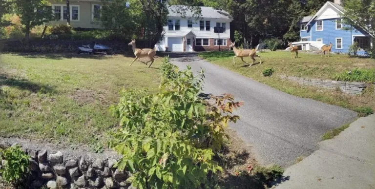 View of the front of a house with a long paved driveway and a herd of deer running through.