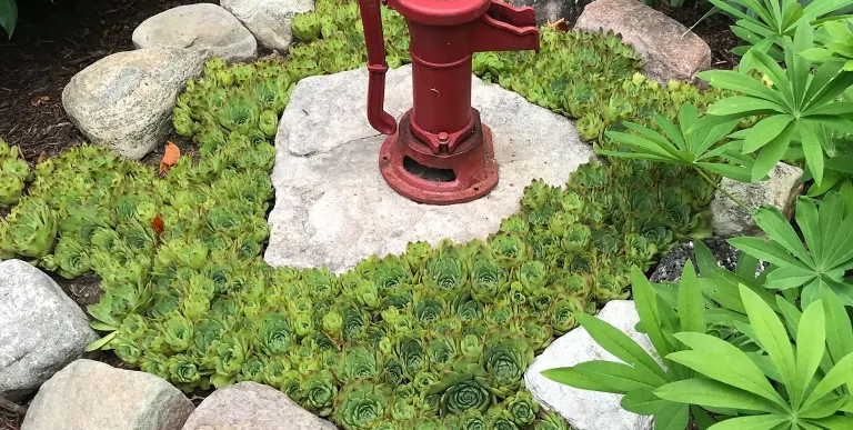 Hens and chicks